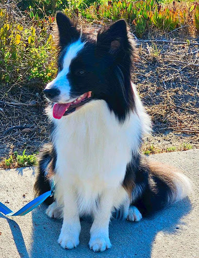 Dogs On The Run - Pet Shop in Phoenix