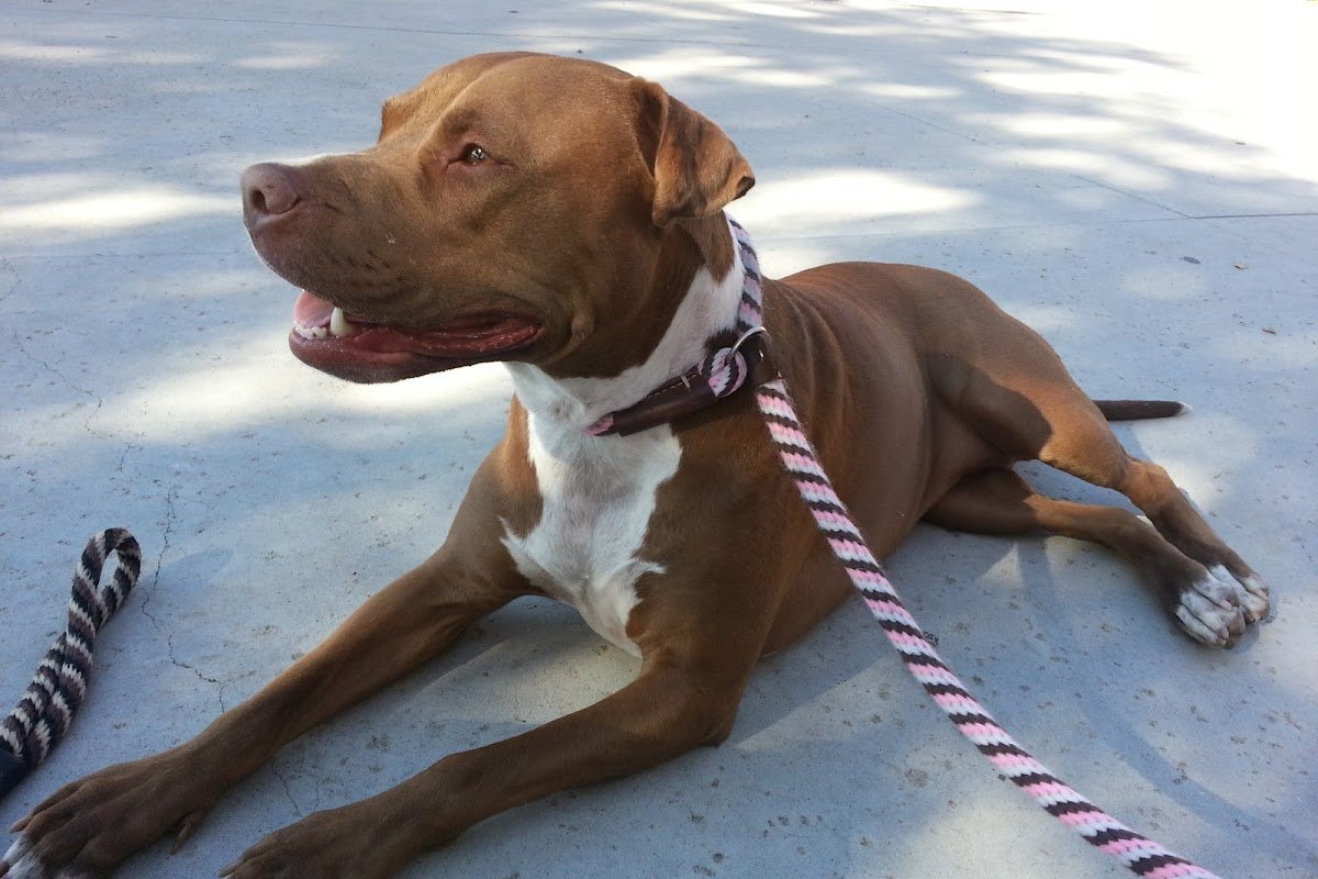 All Dogs Training AZ - Photo 2