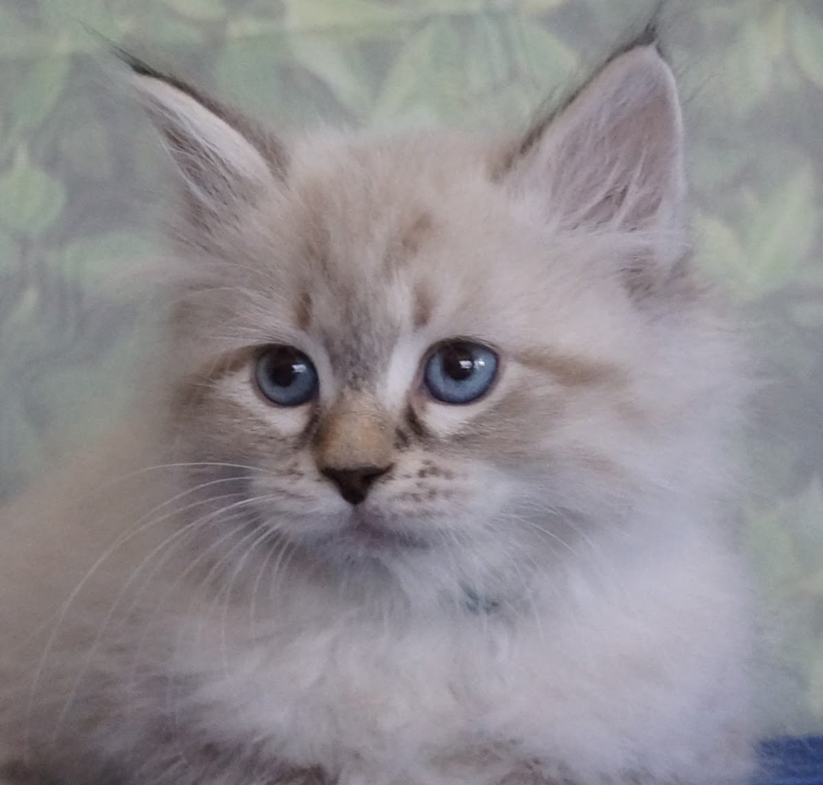 Blue Gem Siberian Cats - Photo 2