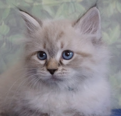 Blue Gem Siberian Cats