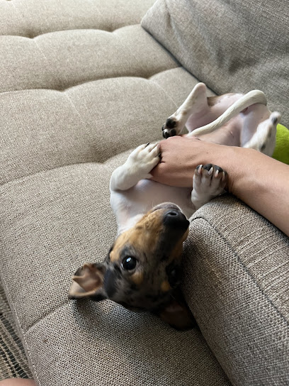 Desert Paws Loving Care