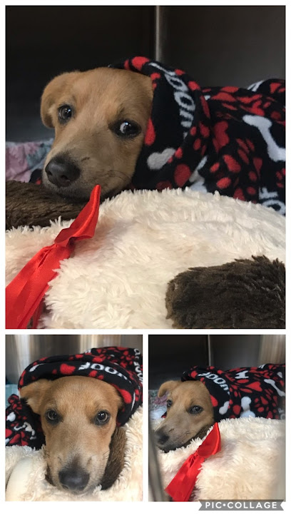 Best Friends Animal Hospital