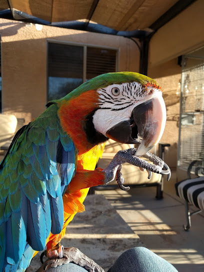 Avian & Exotic Animal Clinic