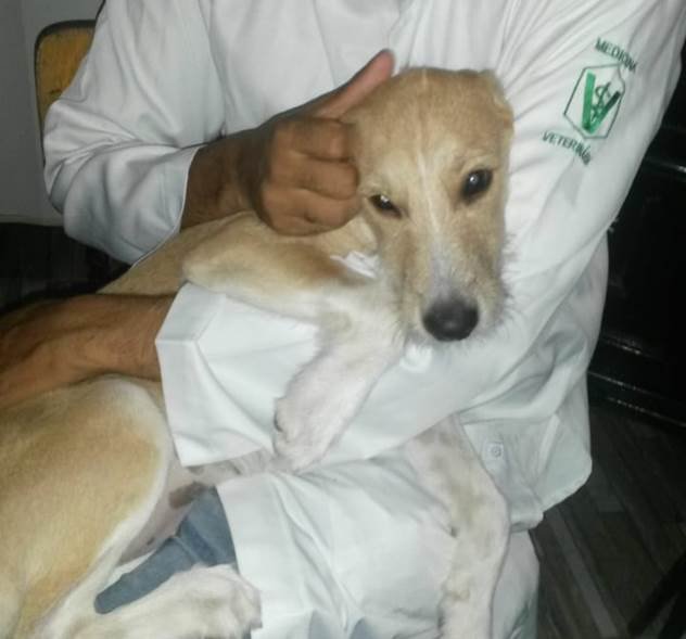 Veterinário 24 Horas Domiciliar Aracaju e Região 24h