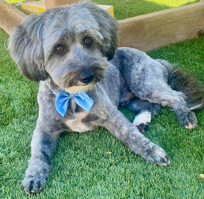 Betty and Friends Grooming - Pet Shop in Phoenix