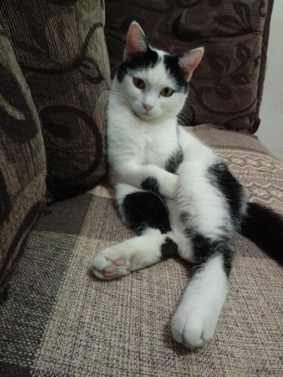 Clínica veterinária Pet e Vida