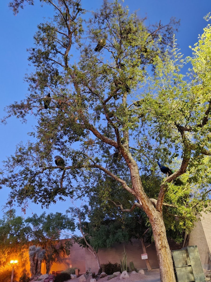 Valleywide Parrot Rescue - Photo 2