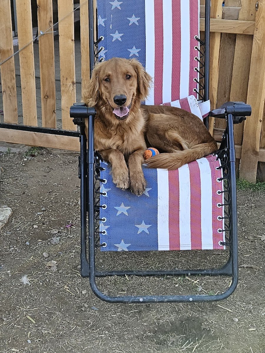 Duke's K-9 Lodge, LLC - Photo 2