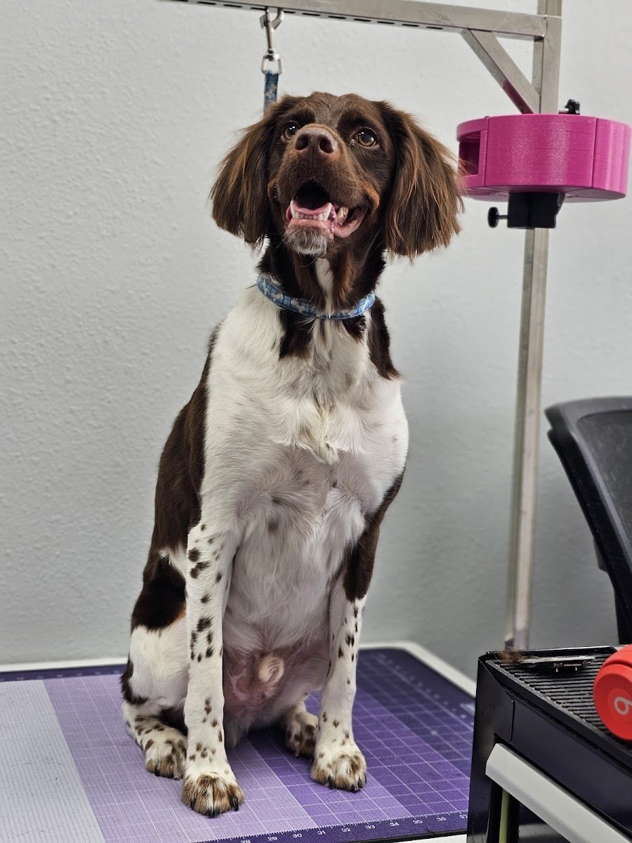 Ahwatukee Commons Veterinary Hospital - Photo 2