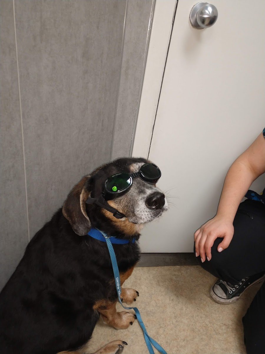 Ahwatukee Commons Veterinary Hospital - Photo 3