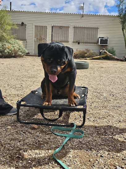 Paw Creek Training - Pet Shop in Phoenix