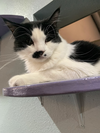 PHX Cat Cafe- Online Reservations Required