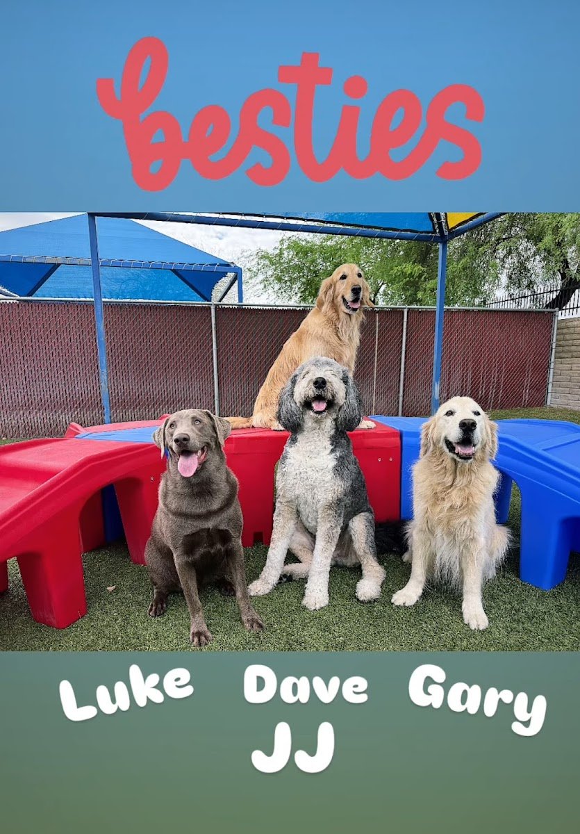 Doggie District - Paradise Valley - Photo 2