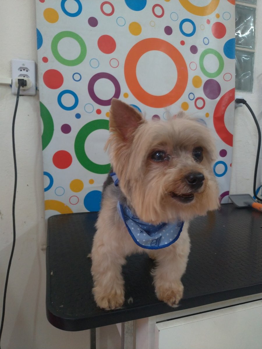 Clinica Veterinária Banho & Tosa