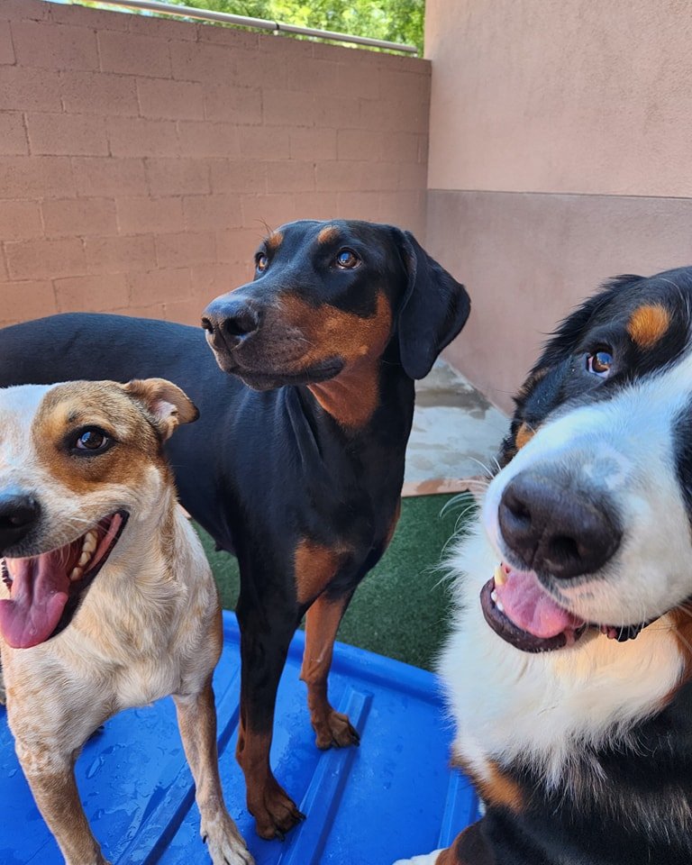 Foothills Pet Resort - Photo 2