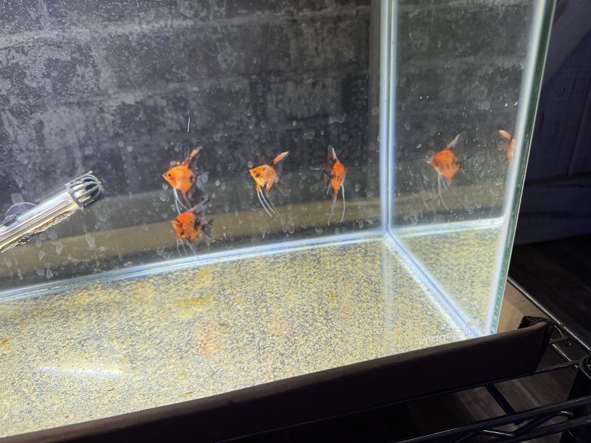 Amazonia Tropical Fish - Photo 2