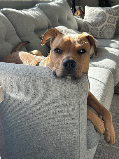 With this Paw Pet Services, LLC