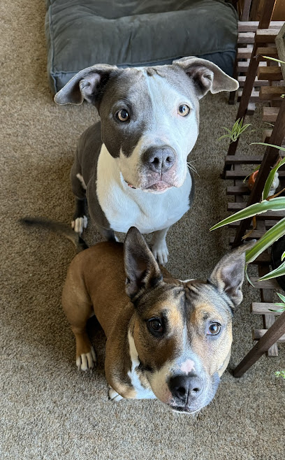 Bark Busters Home Dog Training Media, Havertown, Lansdale