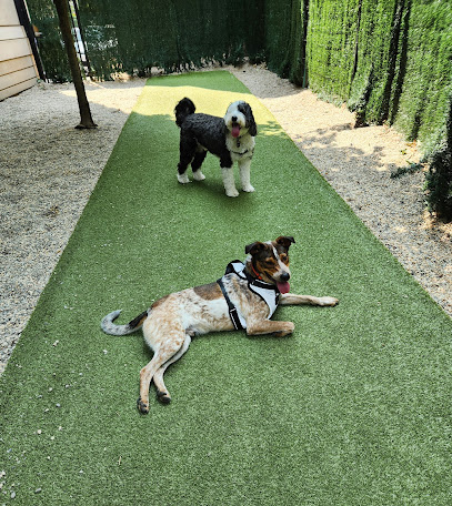 Z Dog Daycare