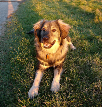 Noble Hound Training, LLC