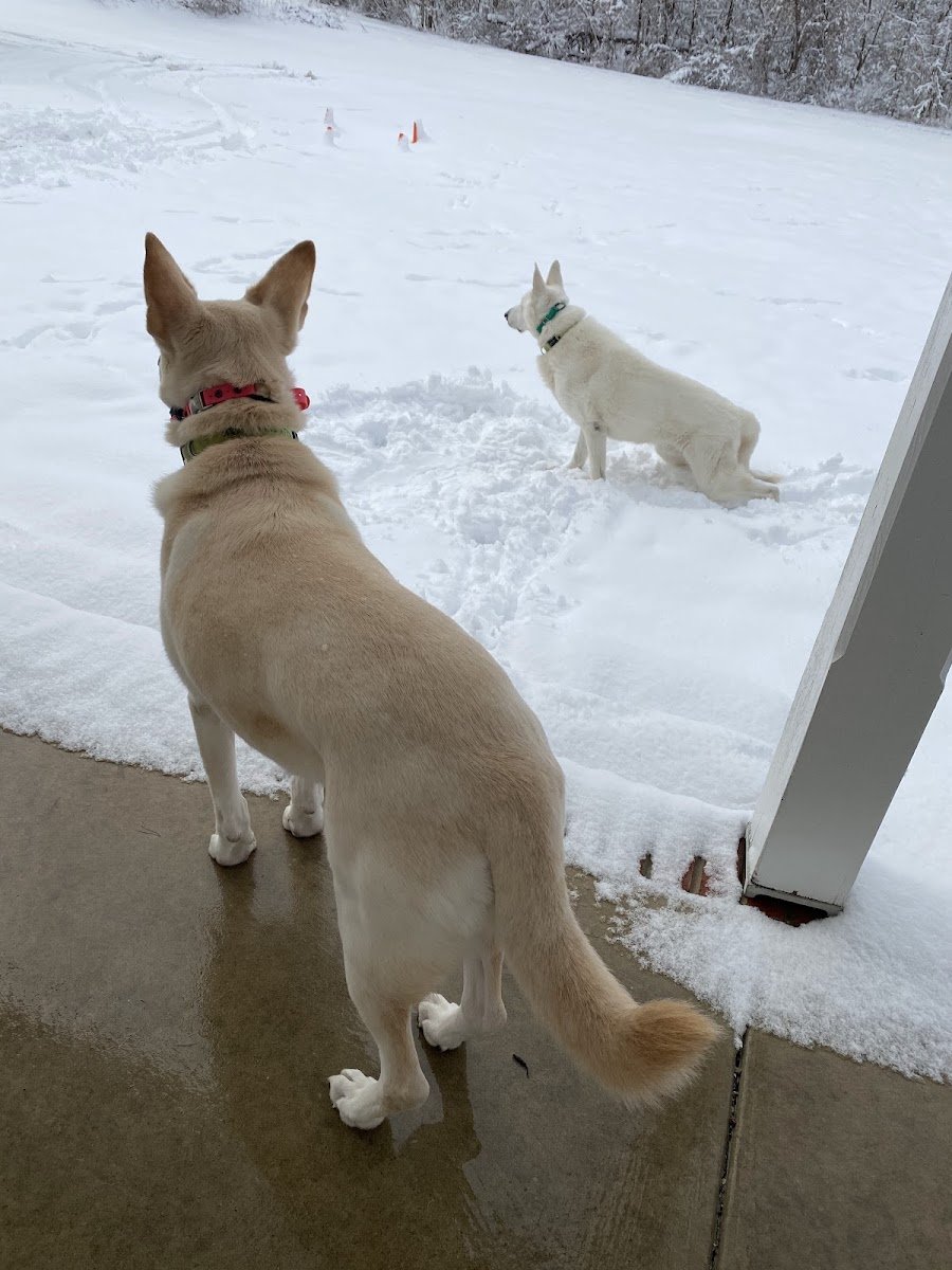 Hanson Canine Services - Photo 2
