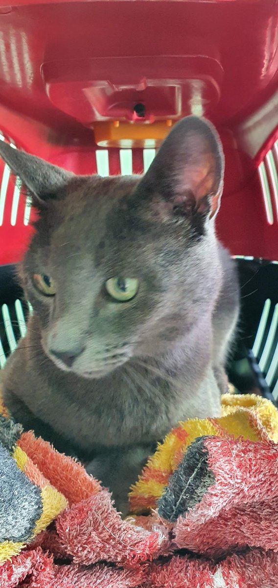 Assistência Veterinária Hospitalar - Pet Shop em Sete Lagoas