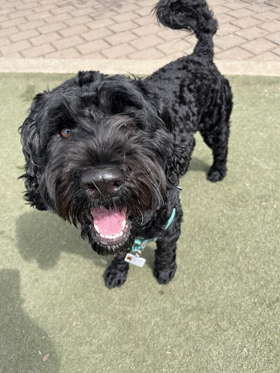 Doggie Bag Pet Services - Pet Shop in Philadelphia