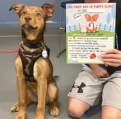 Brilliant Dog Training and Behavior