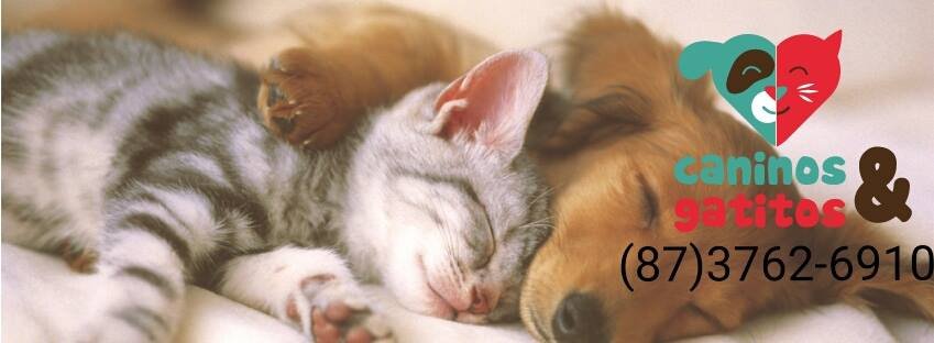 Caninos e Gatitos