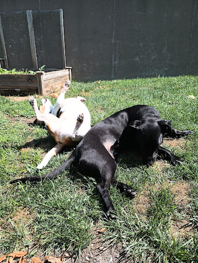 For Paws Philly Pet Sitting and Dog Walking