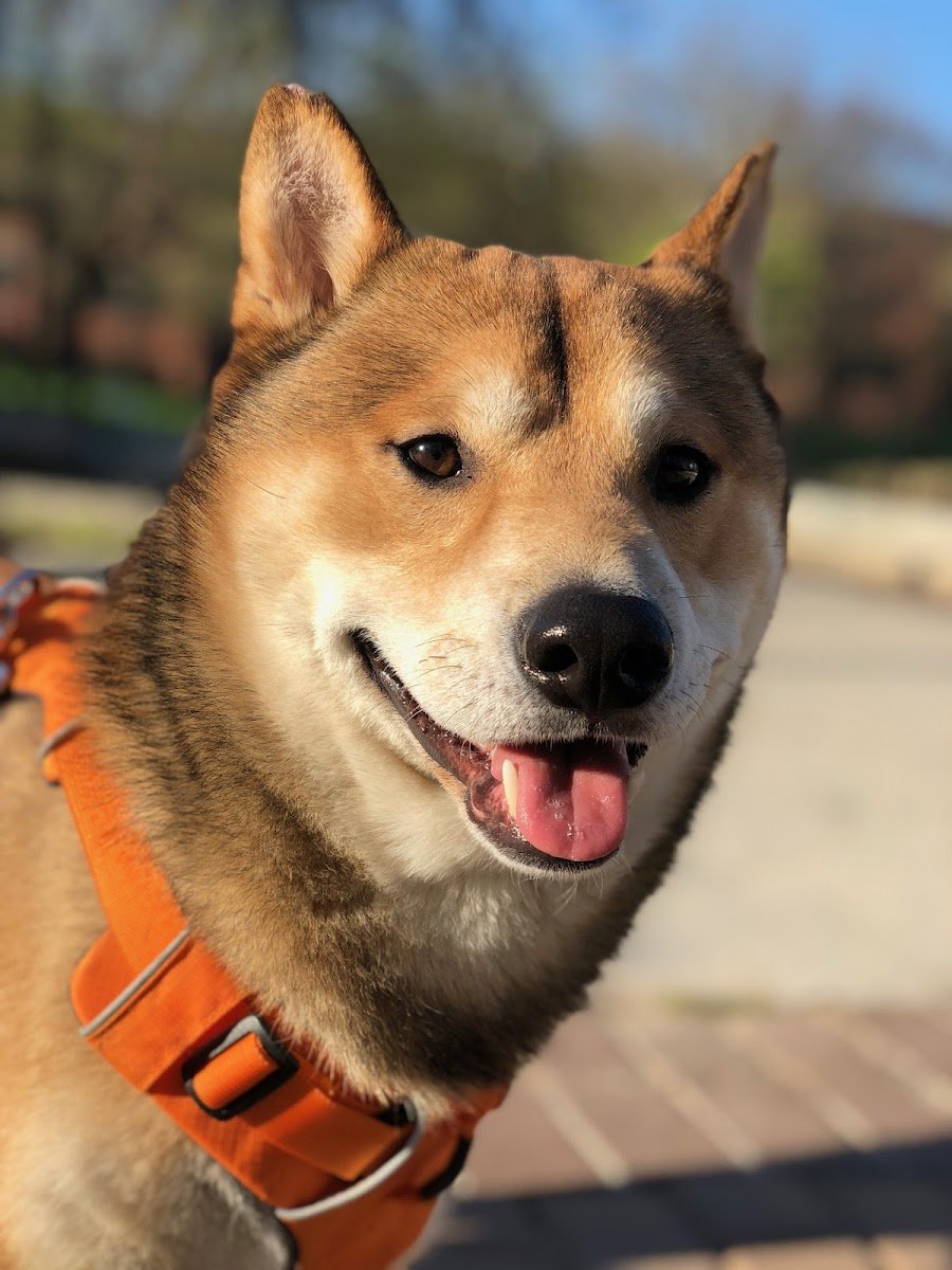 215 Pet Care - Photo 2