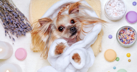 Splash N Wag Mobile Dog Grooming