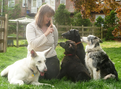 Bad Dog Good Dog Trainer - Pet Shop in Philadelphia