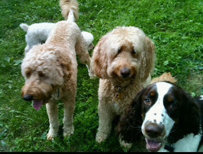 Dog Boarding with a Family Wilmington DE