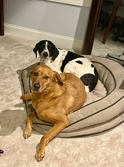 Dog Boarding with a Family Ardmore PA