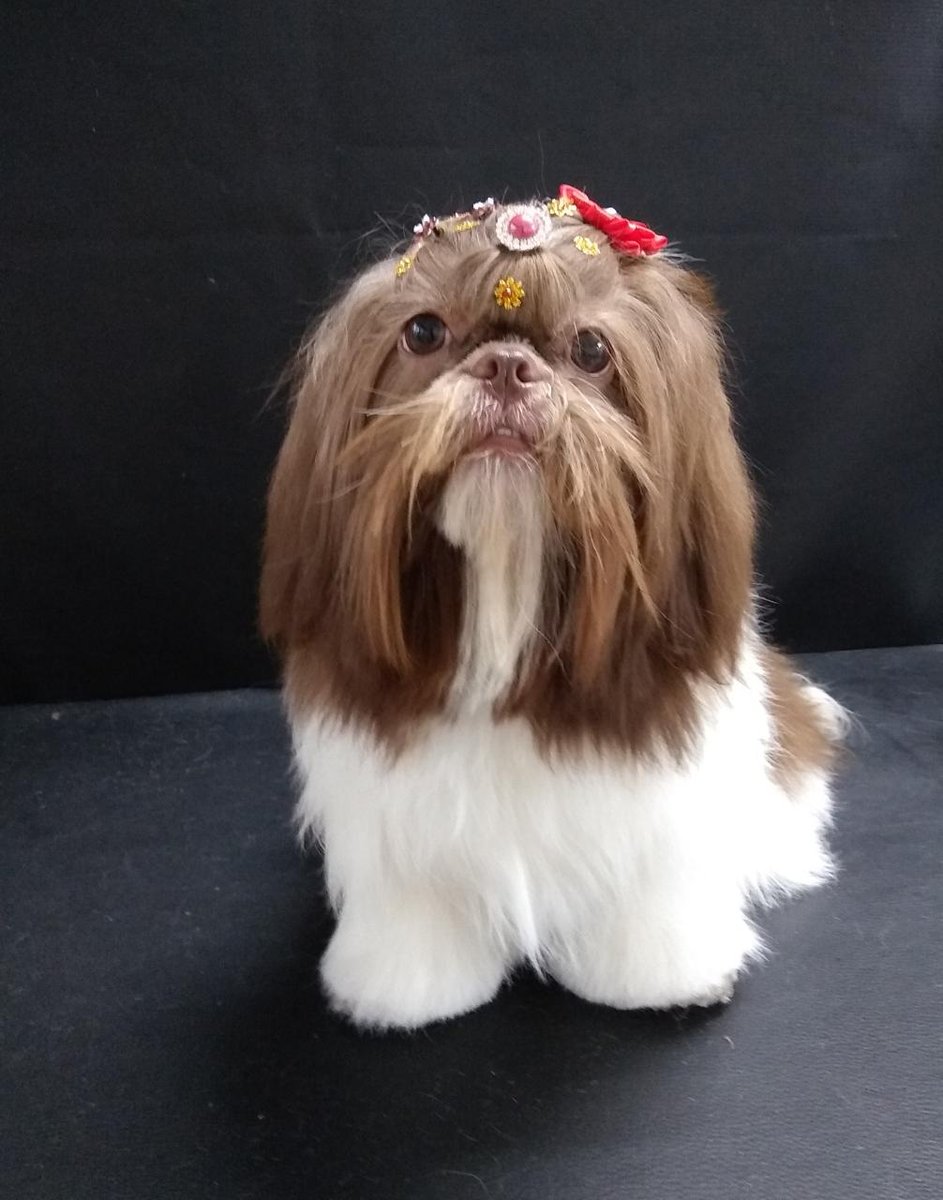 Petshop Ducão - Pet Shop em Presidente Prudente
