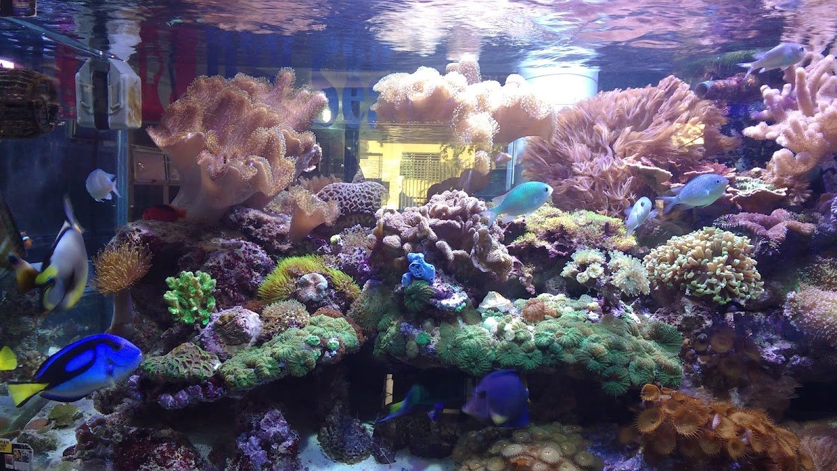 Aquacentro Pet Shop - Pet Shop em Presidente Prudente