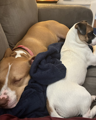 Bad B Dog Training - Pet Shop in Philadelphia