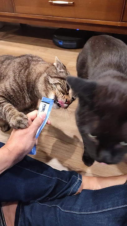 Professional Cat Sitting PLUS!