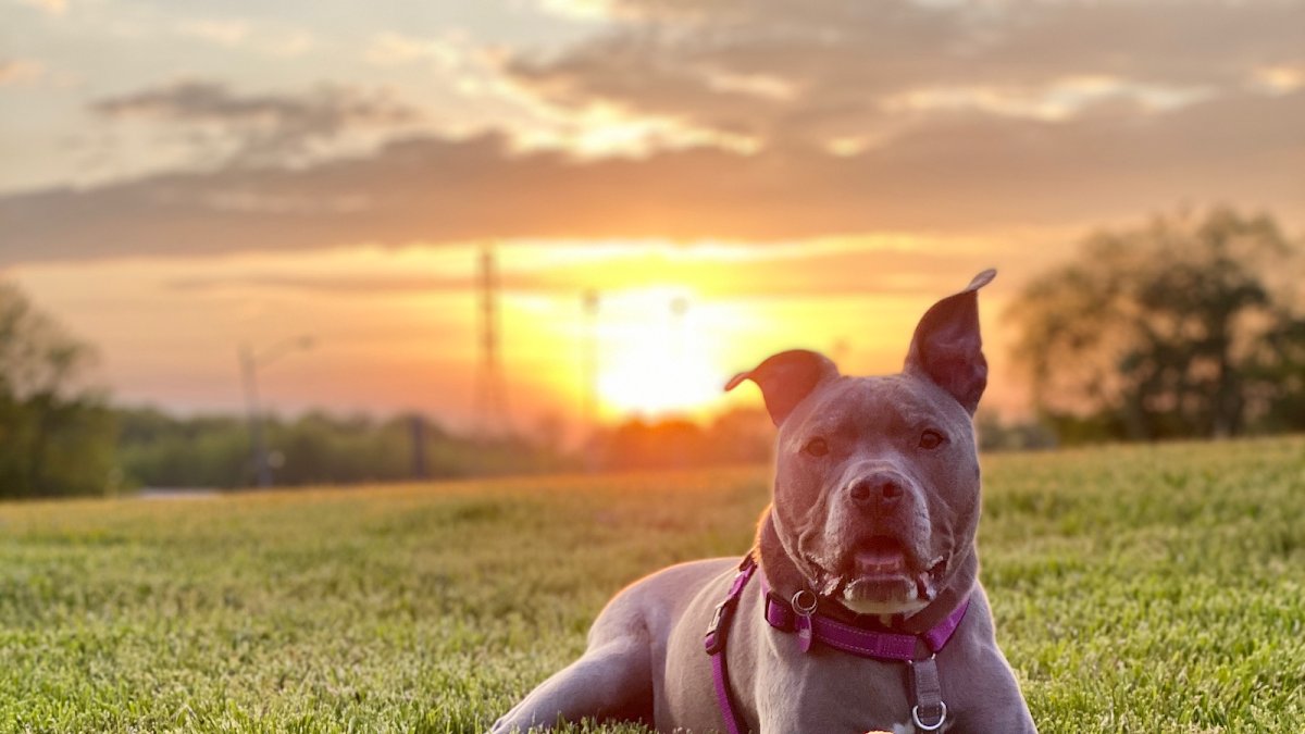 From Dusk Till Dog - Photo 2