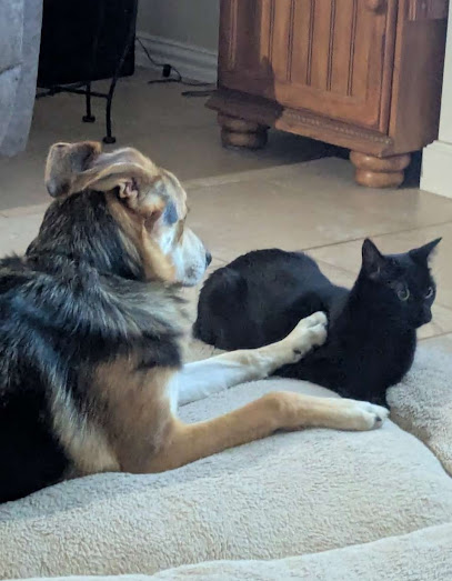 Species K9 Dog Training - San Antonio