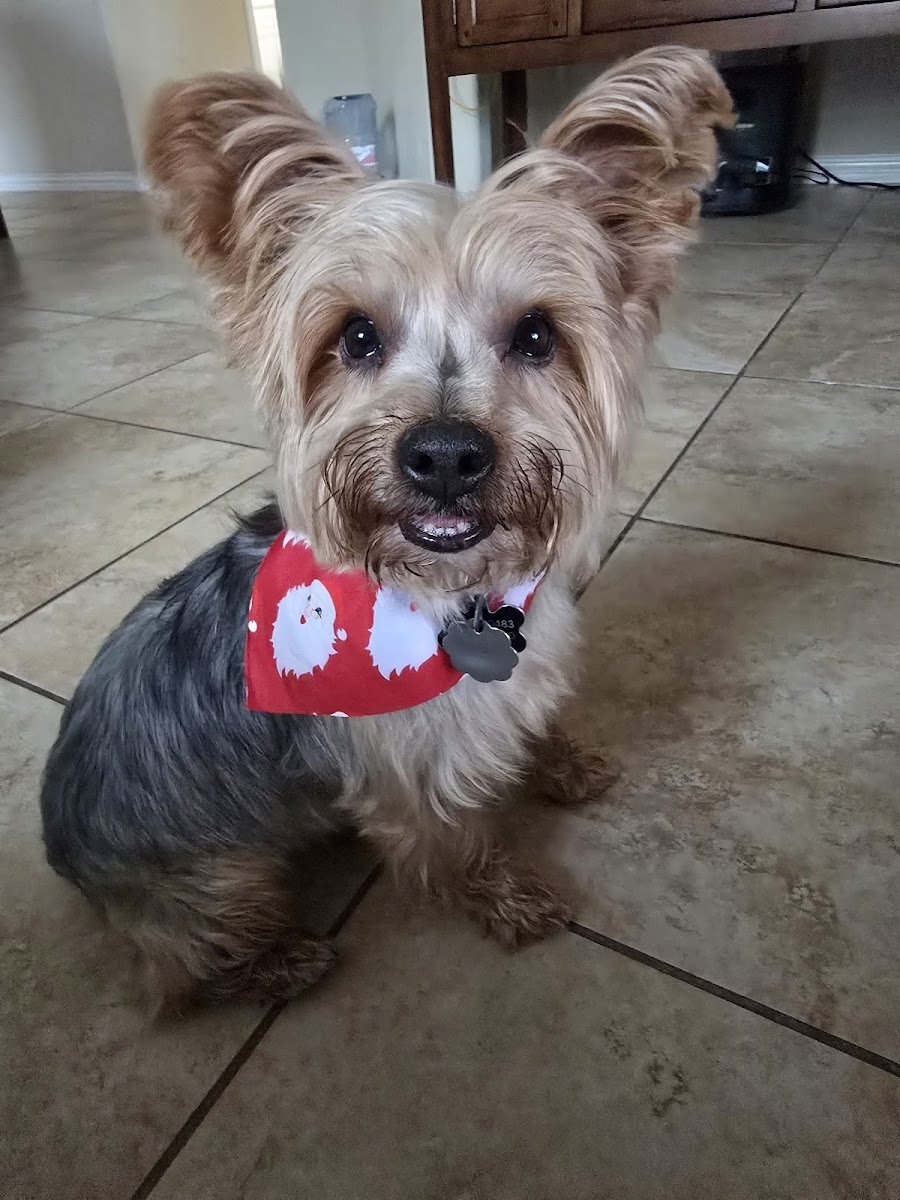 Texas Mobile Pet Spa - Photo 2