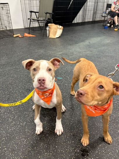 Dogtopia of San Antonio - Stone Oak