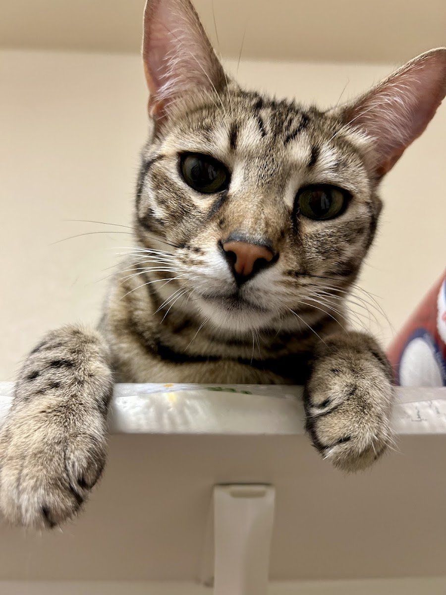 FurBaby Care Plus - Photo 2