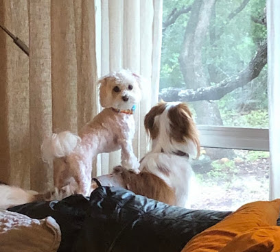 Fidos & Felines Pet Services