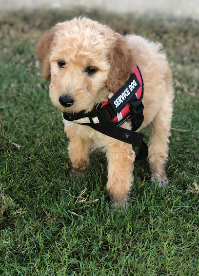 LowCostPetPals:Training & Boarding: