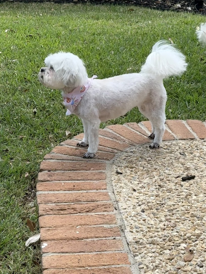 Groovy Tails Dog Spaw