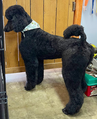 Wash Shake Wag - Dog Grooming, San Antonio, TX - Pet Shop in San Antonio