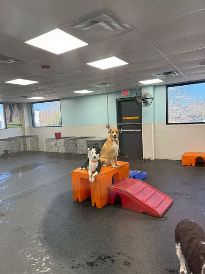 Dogtopia of San Antonio - Alamo Heights