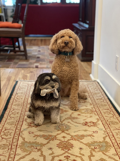 Lucy's Doggy Daycare and Spa